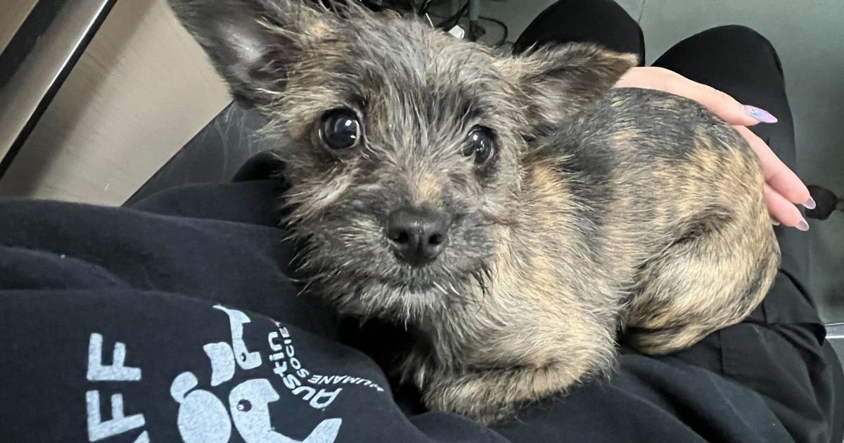 Stolen puppy safe, returned to Austin Humane Society