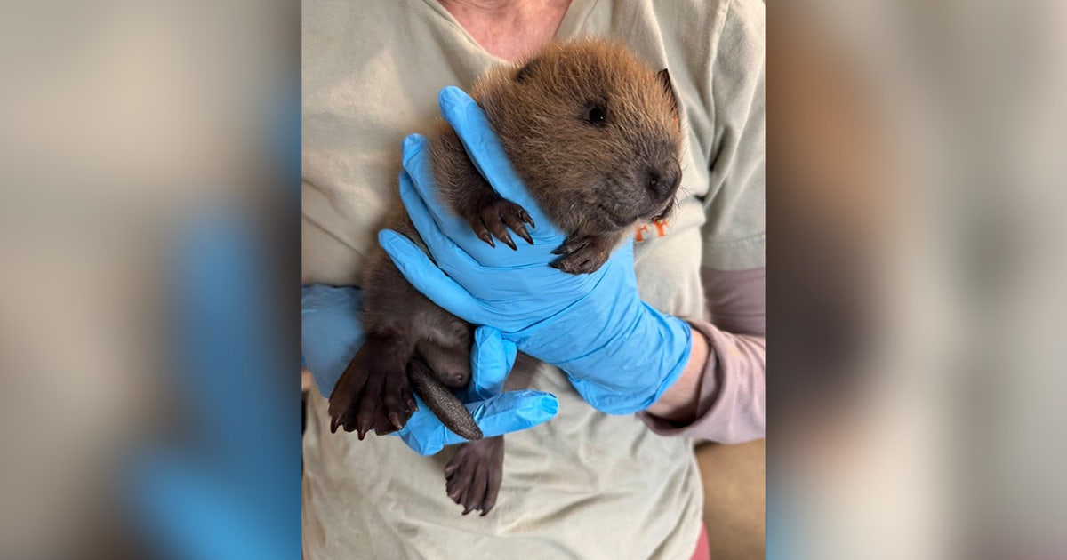 Austin Wildlife Rescue Saves Baby Beaver Found on Sidewalk