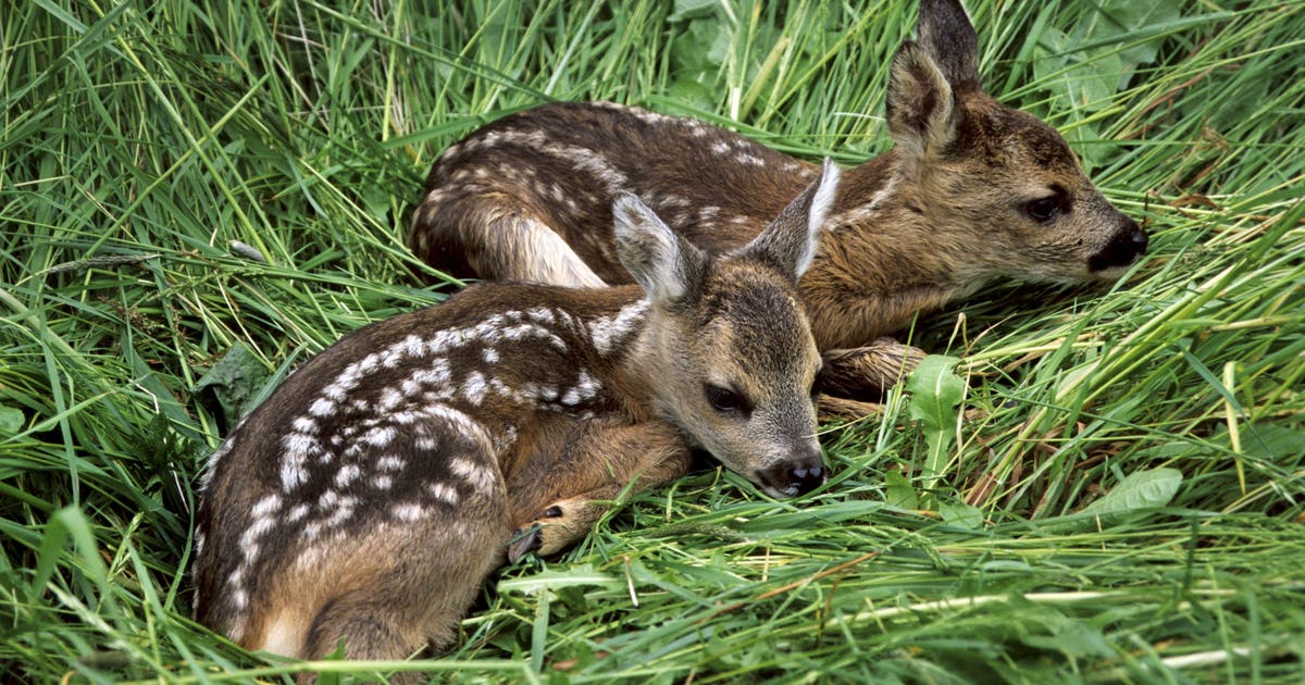 Texas parks department warns not to touch baby animals as 'fawning season' approaches