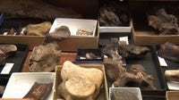 Ice Age fossils discovered in Central Texas cave