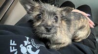 Stolen puppy safe, returned to Austin Humane Society