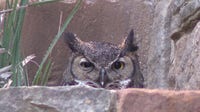 Athena the owl welcomes new owlets in Austin
