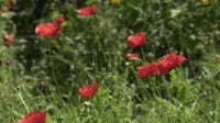 Georgetown Red Poppy Festival returns; vendors hope for high sales