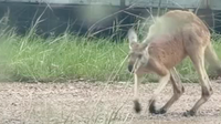 Runaway kangaroo spotted on Texas highway