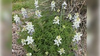 'Rare' albino bluebonnets spotted again in Burnet County state park