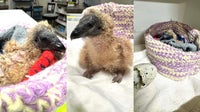 Baby vulture hatches at Austin Wildlife Rescue in time for Easter