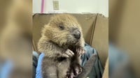 Austin Wildlife Rescue has busy start to spring season with influx of animals