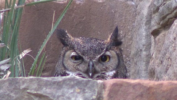 Athena the owl welcomes new owlets in Austin