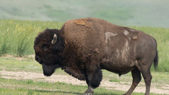 Texas launches first all-digital state wildlife action plan in the nation