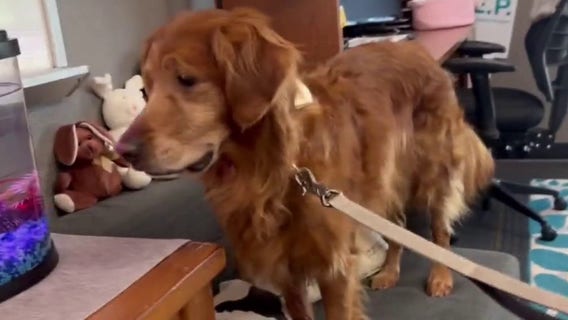 Georgetown ISD therapy dog named finalist in national competition