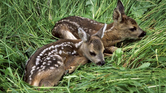 Texas parks department warns not to touch baby animals as 'fawning season' approaches
