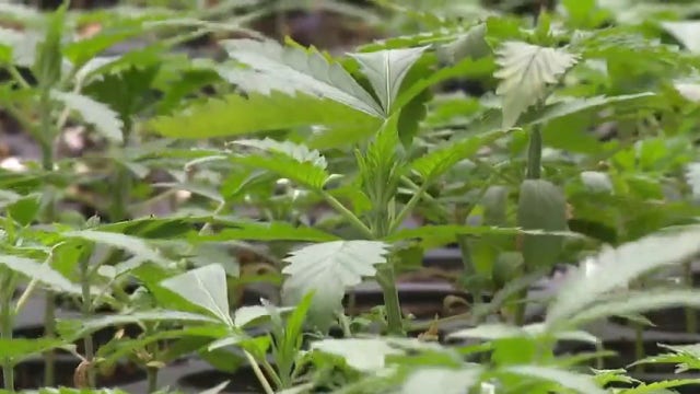Texas medical marijuana program in process of expanding
