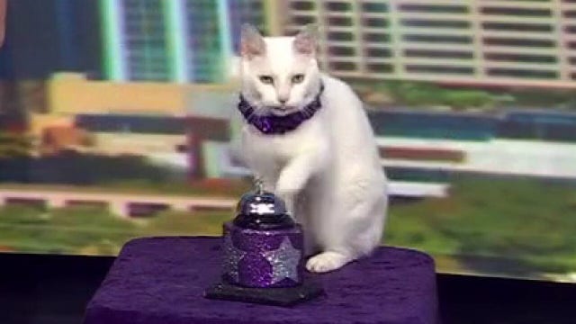 The Amazing Acro-Cats take over Rollins Theatre at Long Center