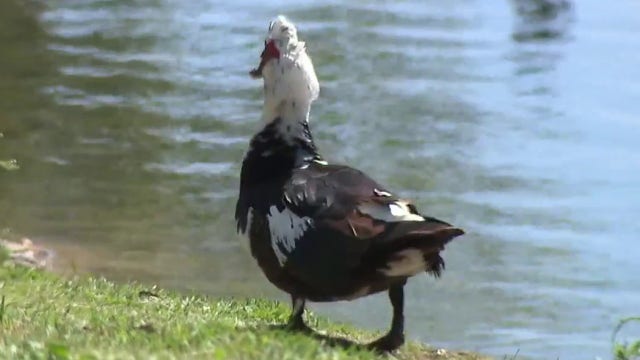 Mueller residents upset after self-driving car runs over, kills duck