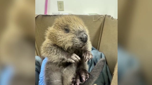 Austin Wildlife Rescue has busy start to spring season with influx of animals