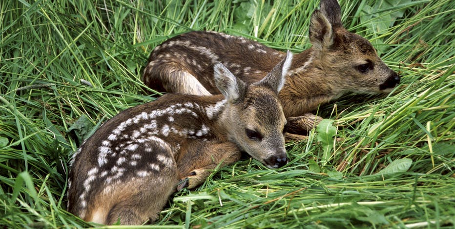 Texas parks department warns not to touch baby animals as 'fawning season' approaches