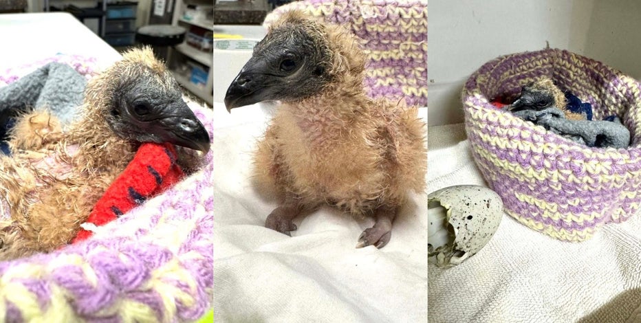 Baby vulture hatches at Austin Wildlife Rescue in time for Easter
