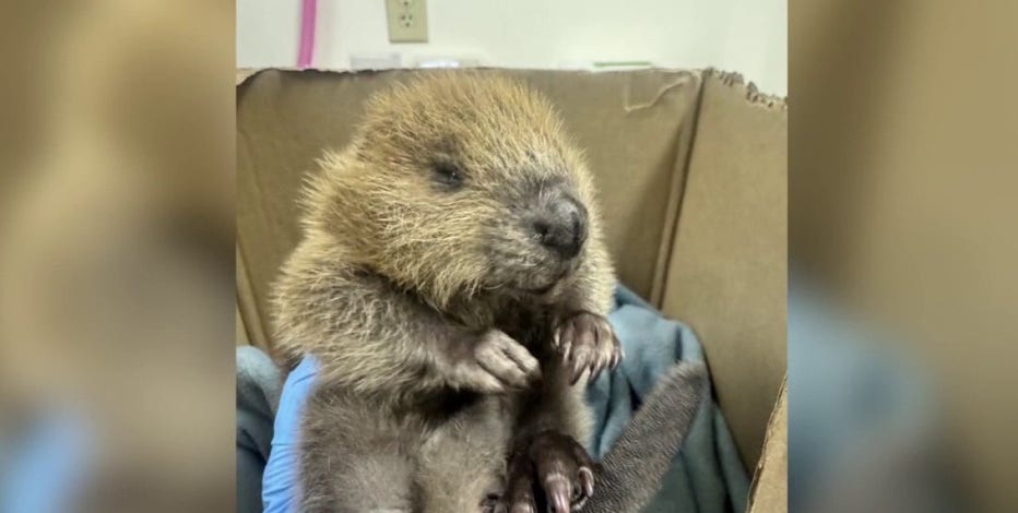 Austin Wildlife Rescue has busy start to spring season with influx of animals