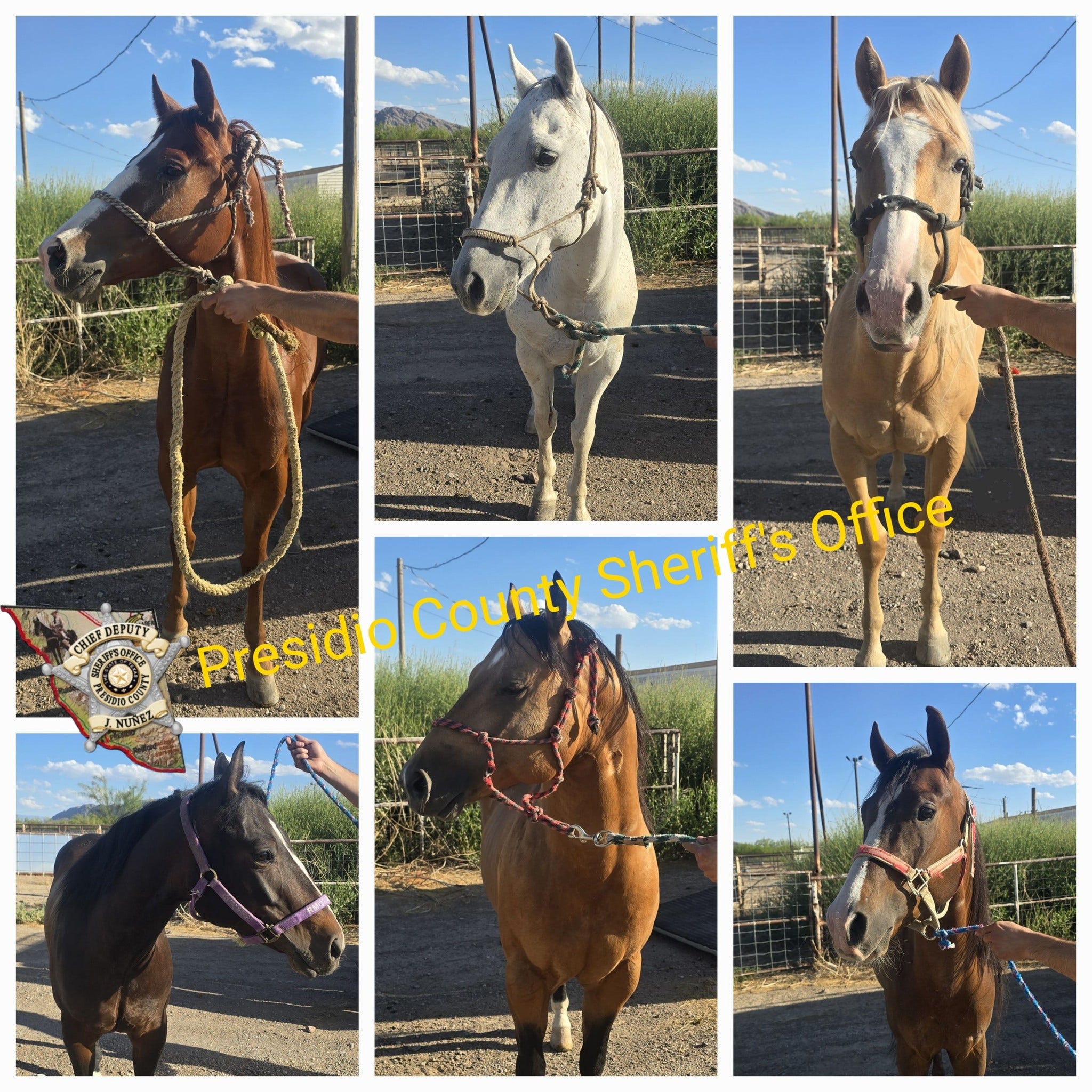 Six horses seized during West Texas traffic stop amid USDA livestock smuggling investigation