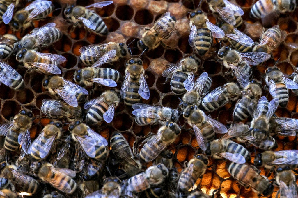 Swarm of bees attack Sunset Valley resident; officials urge precautions