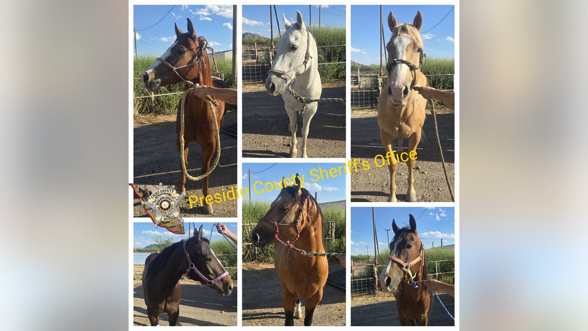 Six horses seized during West Texas traffic stop amid USDA livestock smuggling investigation