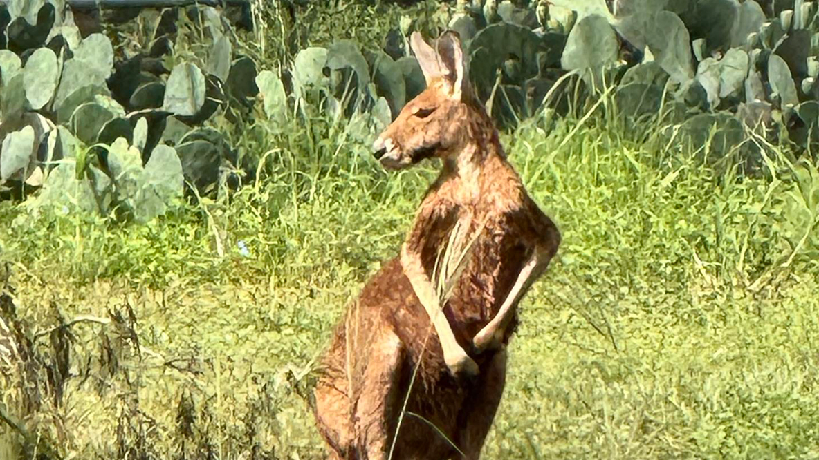Kangaroo reunited with owner after getting loose near San Antonio