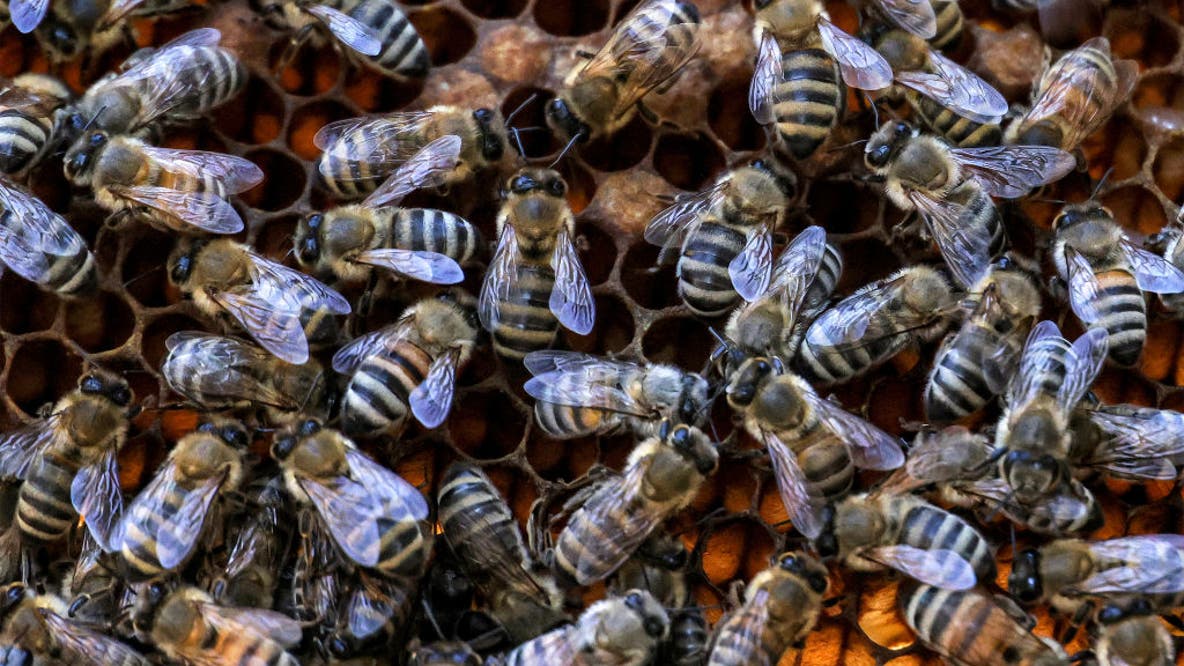 Swarm of bees attack Sunset Valley resident; officials urge precautions