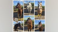 Six horses seized during West Texas traffic stop amid USDA livestock smuggling investigation