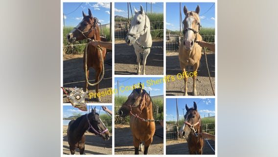 Six horses seized during West Texas traffic stop amid USDA livestock smuggling investigation