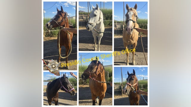 Six horses seized during West Texas traffic stop amid USDA livestock smuggling investigation