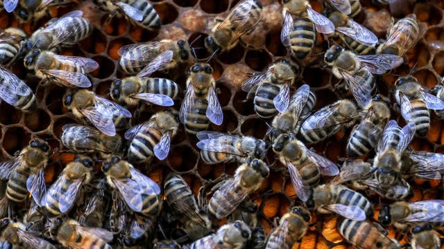 Swarm of bees attack Sunset Valley resident; officials urge precautions