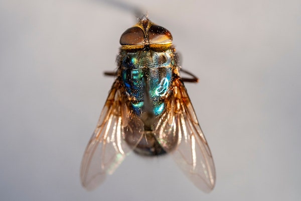 USDA confirms first US case of flesh-eating screwworm in Texas, triggering quarantines