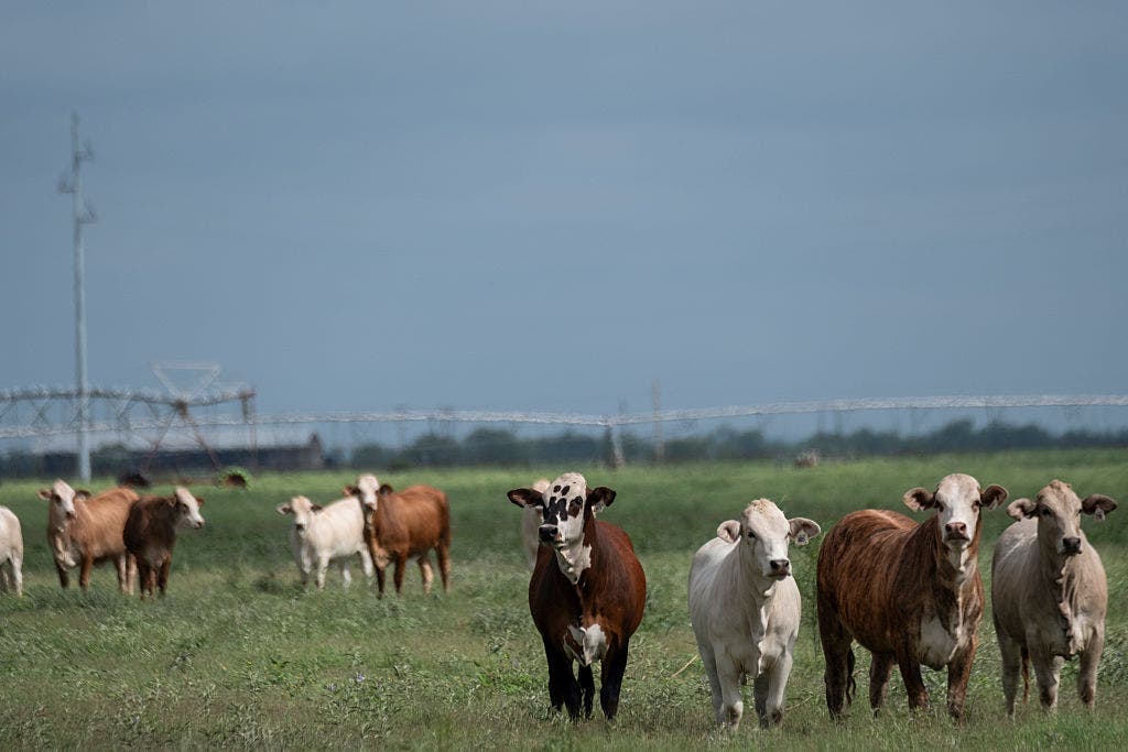 Texas hunters urged to watch for New World screwworm after parasite ...