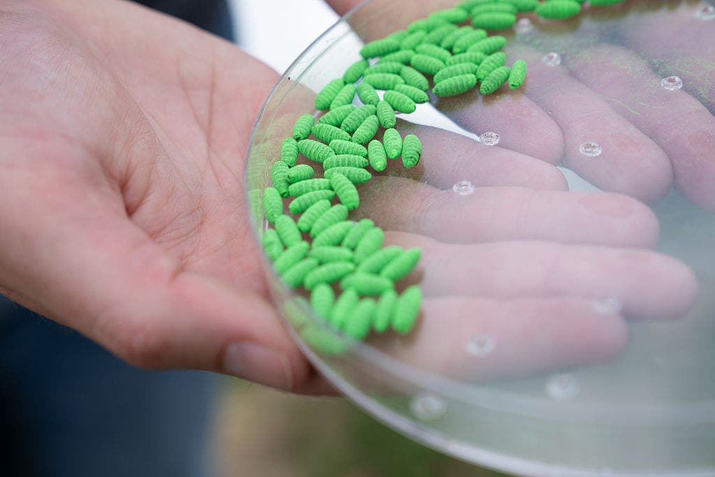 Texas agricultural officials issue emergency quarantines across 21 counties for screwworm parasite