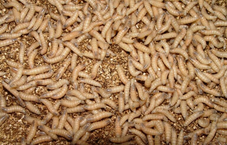 Dog among 2 new screwworm cases; Canada blocks Texas livestock imports