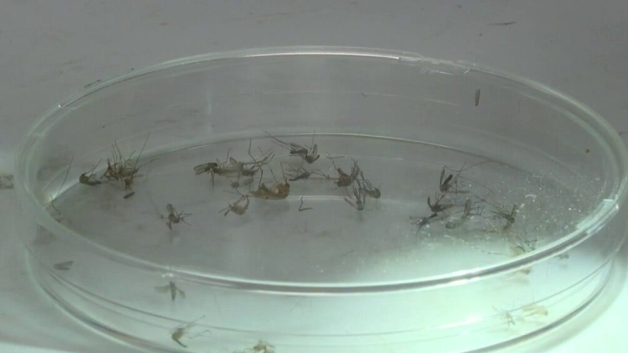 Texas weather: Rainy, wet June creates ideal conditions for pests