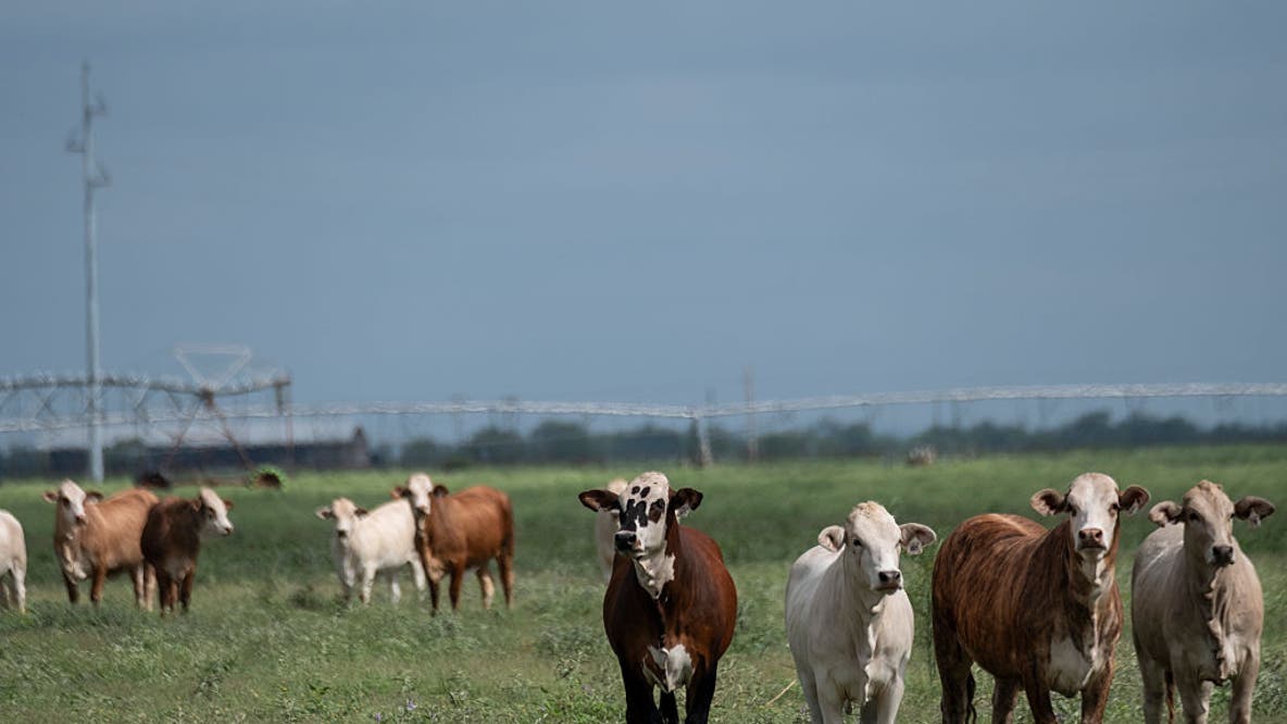 Officials confirm 6 cases of New World screwworm in Texas