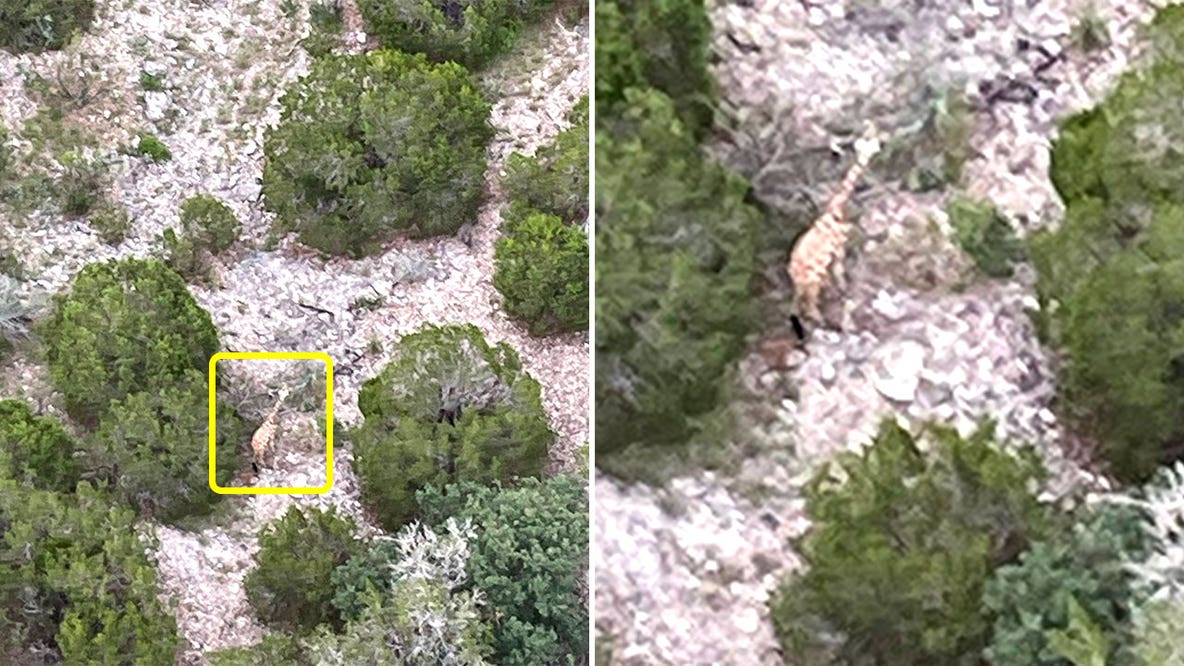 Giraffe that escaped Texas ranch spotted by helicopter, manager says