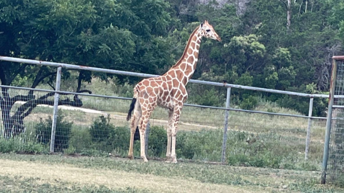 Gracie the giraffe is back home at her Texas ranch