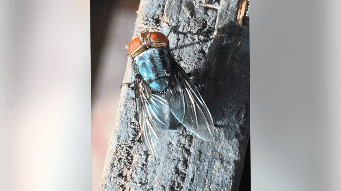Texas horse tests positive for New World screwworm