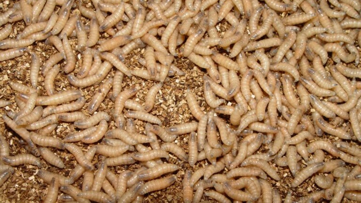 Dog among 2 new Texas screwworm cases; Canada blocks Texas livestock imports