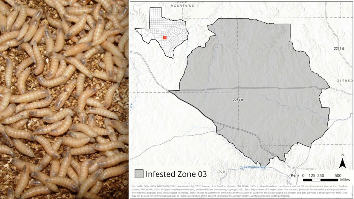 Screwworm in Texas: Infested Zone established after confirmed case in Gillespie County