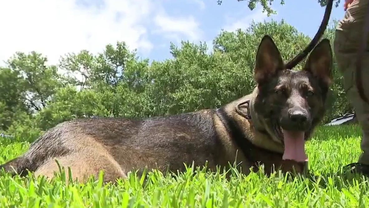 FIFA World Cup: Texas DPS sends explosive detection K-9 teams to Houston