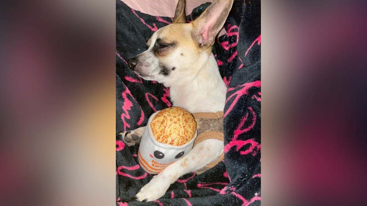 Dog seriously injured after found in trash compactor in Austin, owner claims