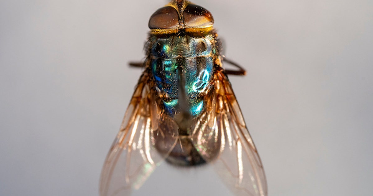 Flesh-eating screwworm in Texas: Gov. Abbott update on state response
