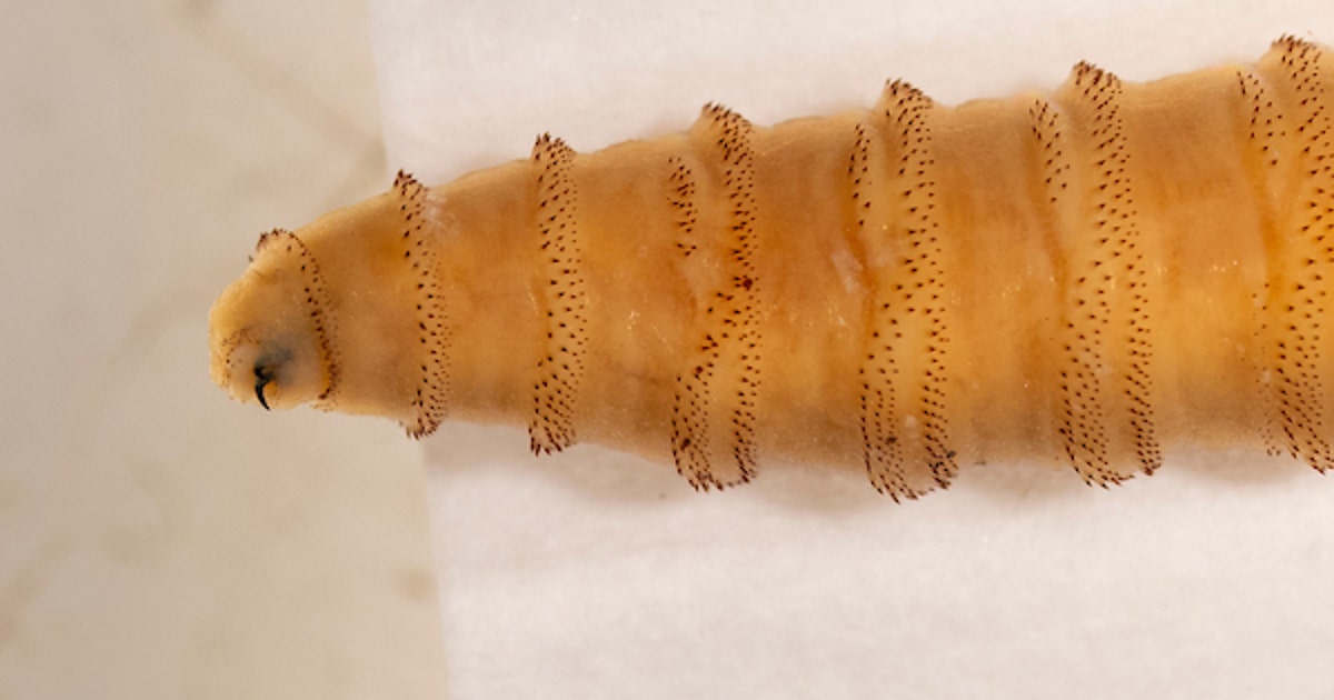 New World screwworm in Texas: New cases detected