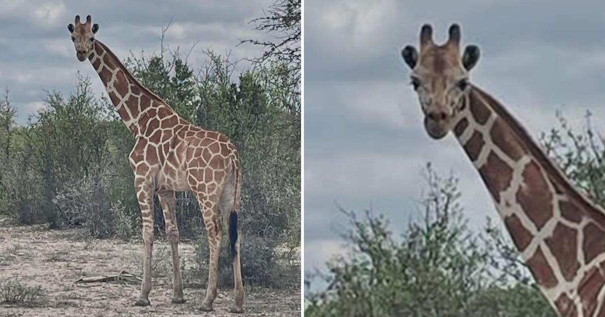 Giraffe still on the loose in Texas after escaping ranch