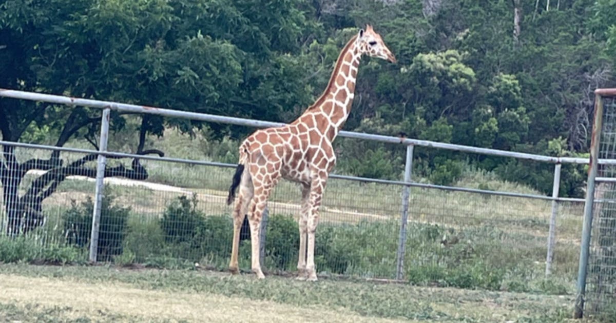 Gracie the giraffe: Experienced veterinarian leads animal rescue