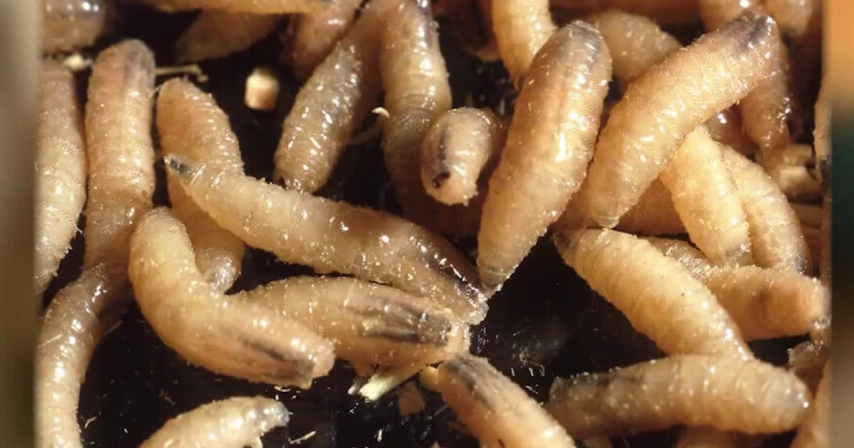 New World screwworm cases in Texas rise to 10, new quarantine zones established