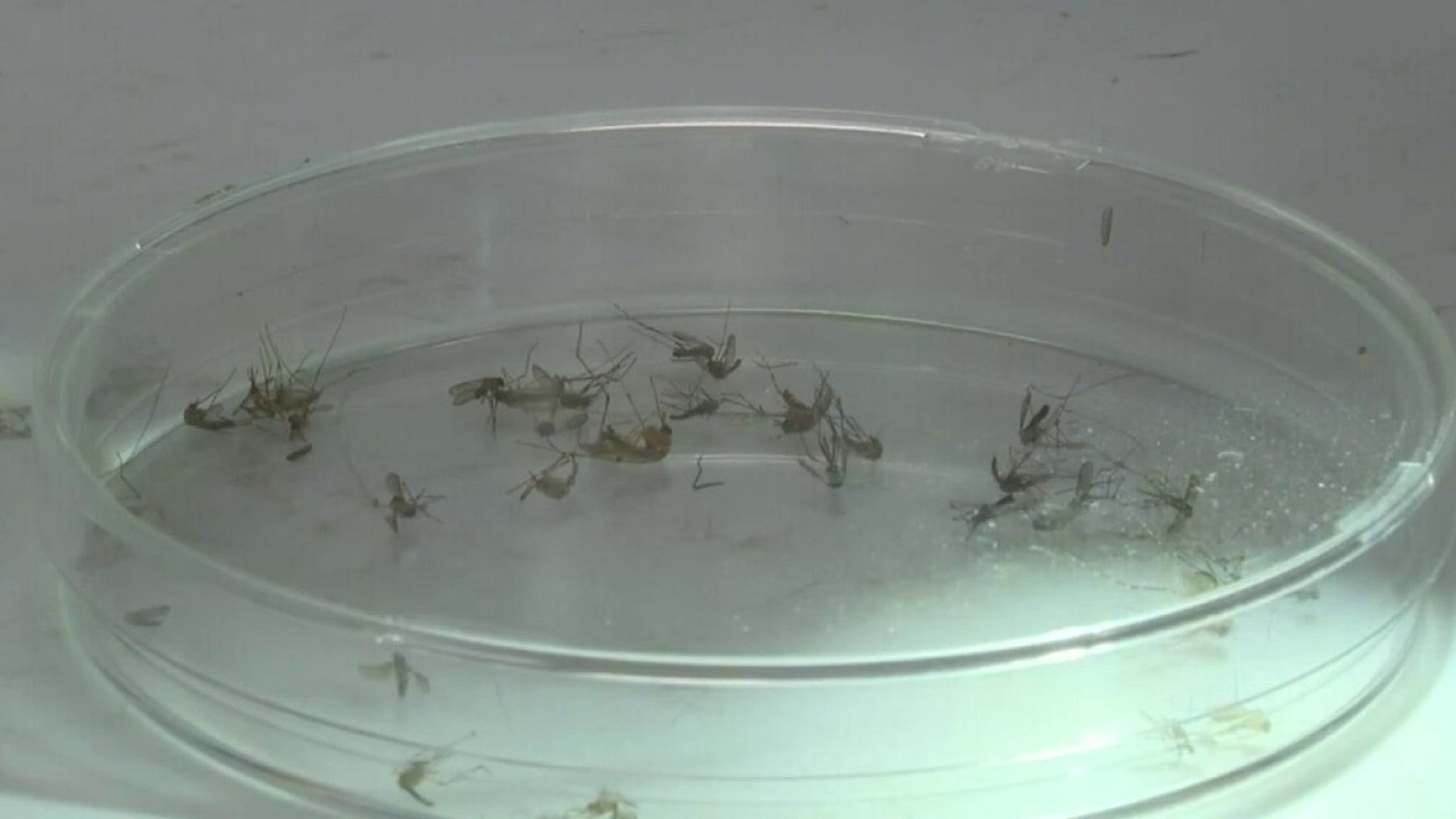 Texas weather: Rainy, wet June creates ideal conditions for pests